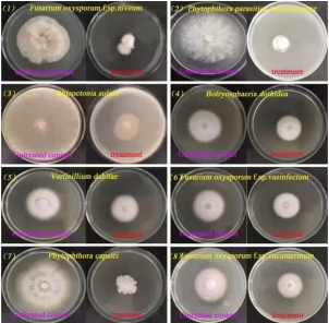 Streptomyces fighting against plant pathogens