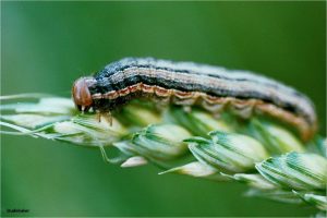 Close-up of a true armyworm on a wheat head.