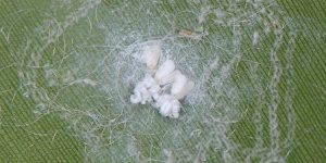 Close-up image of spiraling whitefly adults and eggs on a green leaf surface.