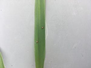 Two brown beetles on a green wheat leaf.