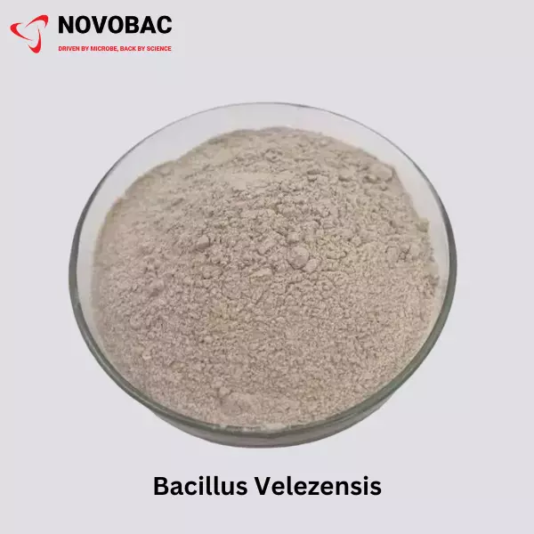 BACILLUS VELEZENSIS