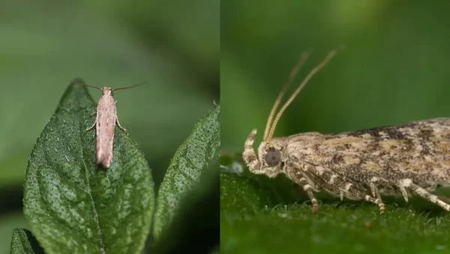 tuber moth