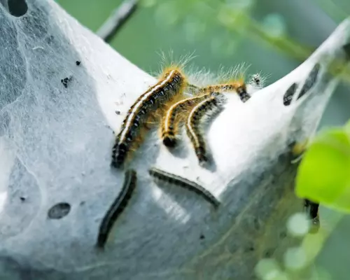 How to Get Rid of Webworms in Trees Organically | Novobac