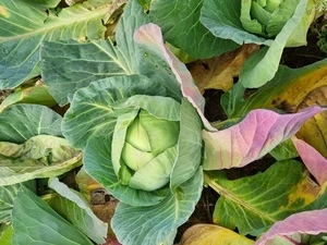 signs of Cabbage plants deficient in phosphorus