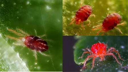 potato spider mites