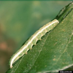 Close-up image of a velvetbean caterpillar on a soybean leaf, showing its green body and distinct white stripes.