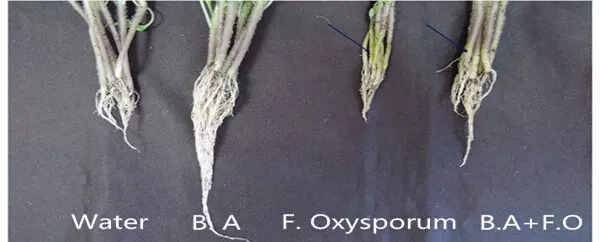 Tomato plant treated by BA