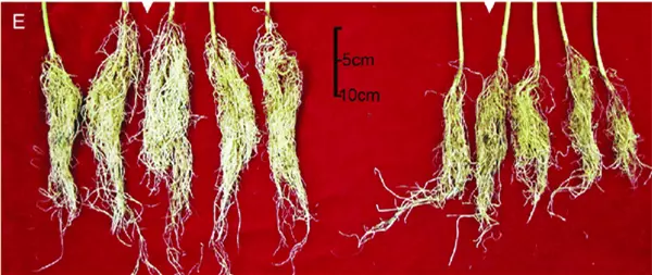 Growth promotion of cotton roots after P. Polymyxa treated on left