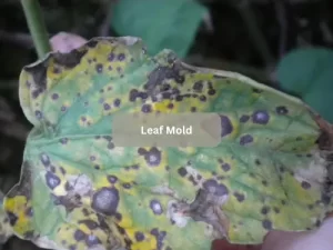 Leaf-Mold-Tomato-Disease