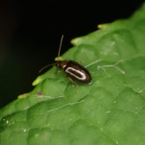 Close-up of a corn silk beetle on corn silk.