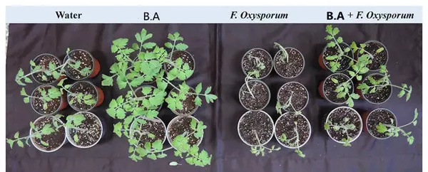 Tomato plant control