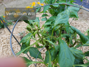 Leaf-with-Verticillium-Wilt-symptoms-showing-yellowing-and-browning