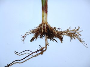 Corn leaf with symptoms of Corn Cyst Nematode infestation and Gray Leaf Spot disease.