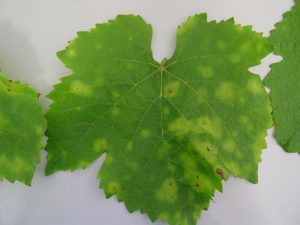 A grape leaf displaying yellowing and necrotic spots, symptoms of a grapevine disease.