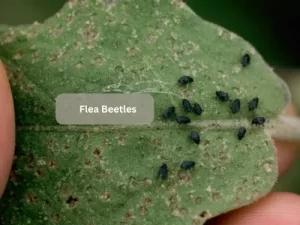 Close-Up-Of-Cutworm-On-Tomato-Plant-Leaves-With-Flea-Beetles-Nearby