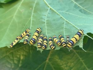 A group of yellow and black striped caterpillars, known as grape leaf skeletonizers, feeding on a green grapevine leaf.