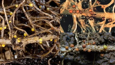 Potato root-knot nematodes