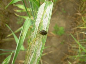 Cereal leaf beetle larva on a wheat leaf.