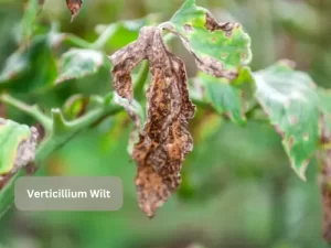 Verticillium-Wilt-Tomato-Pests