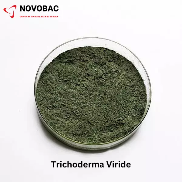 TRICHODERMA VIRIDE