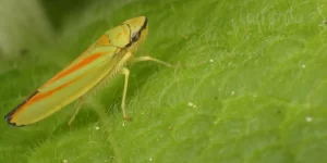 A close-up of a leafhopper on a green leaf. The leafhopper is yellow with distinct orange and red markings on its body.