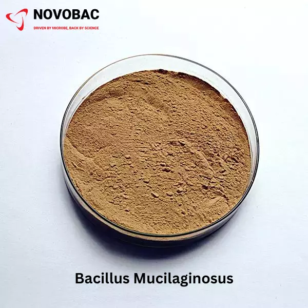 BACILLUS MUCILAGINOSUS