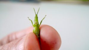 A close-up image of a small green grasshopper held gently between two fingers. The grasshopper has a pointed head and large, expressive eyes.