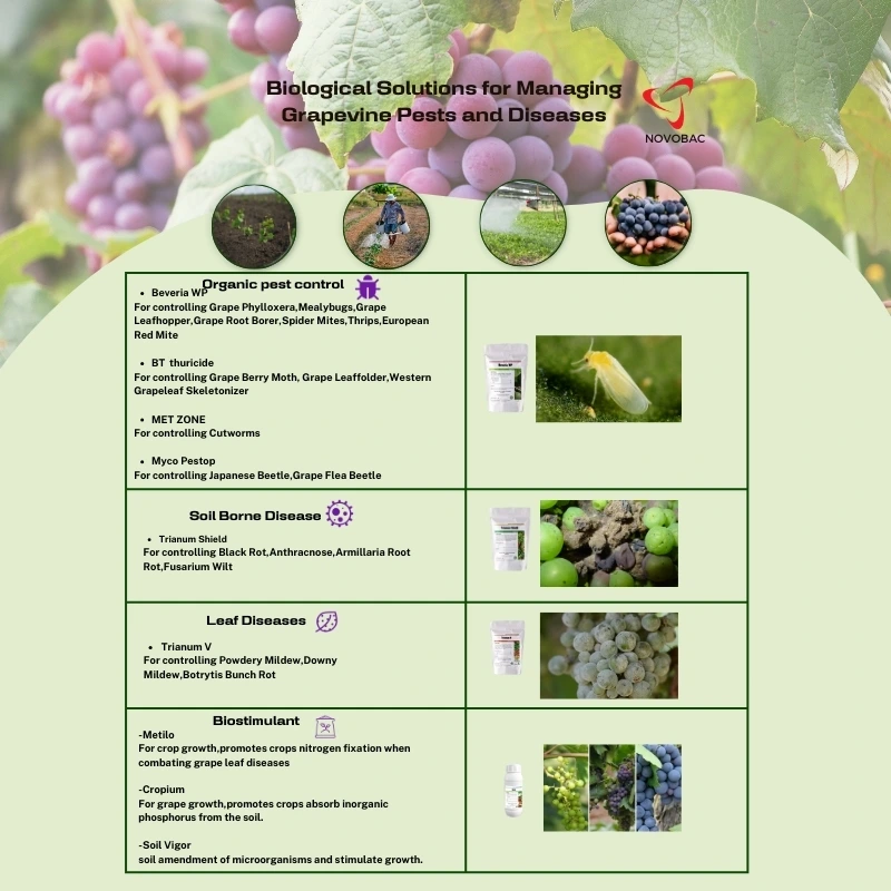 biological solutions for managing grapevine pests and diseases using Novobac products