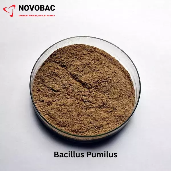 BACILLUS PUMILUS