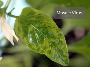 Pepper-plant-leaves-with-mosaic-virus-symptoms