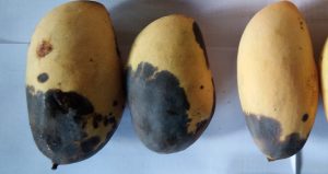 Close-up image of mangoes affected by stem-end rot, showing dark, decayed areas near the stems.