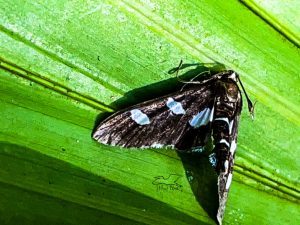 A close-up image of a grape leafroller moth on a green leaf, displaying distinctive white markings on its wings.