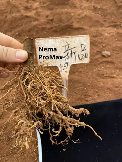 Nema ProMax treated