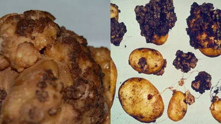 potato wart disease