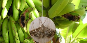 Image showing banana scab moth damage on green bananas, with a close-up inset of the adult moth. The bananas display characteristic scarring and dark lesions caused by the larvae.