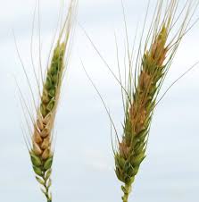 Close-up of healthy wheat spikes against a sky background.