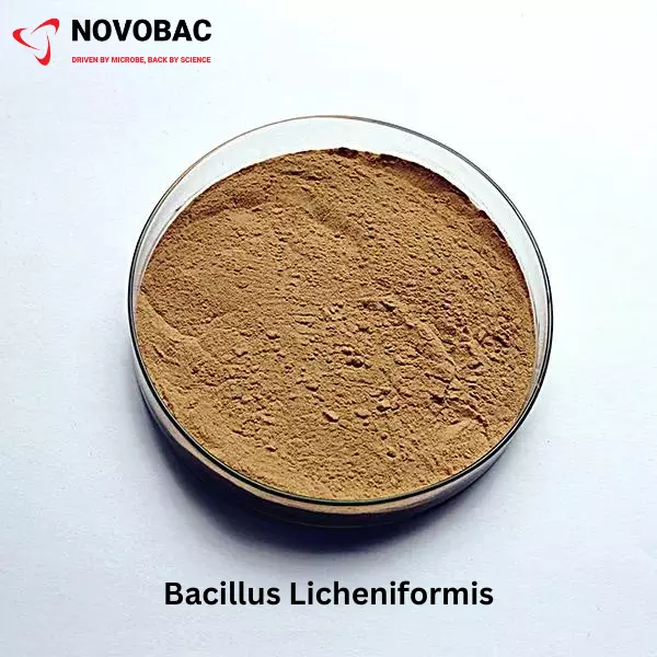 BACILLUS LICHENIFORMIS