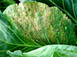 Close-up image of a cabbage leaf showing signs of downy mildew disease, with yellowish spots and white fuzzy growth on the underside.