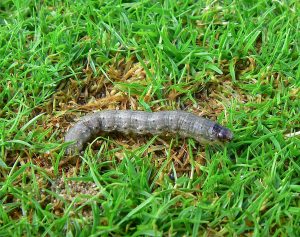 Close-up of a Black Cutworm caterpillar on soil.