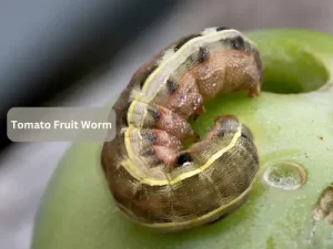 Tomato-Fruit-Worm-On-Leaf