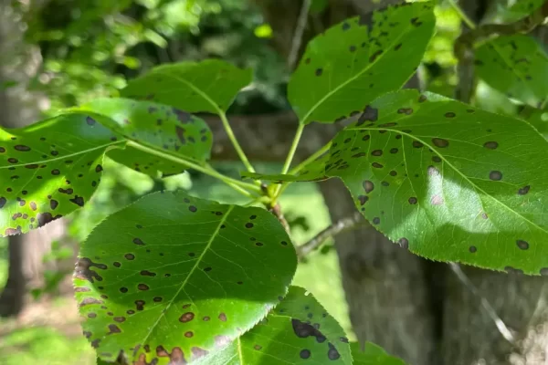 Apple tree with advanced black rot infection