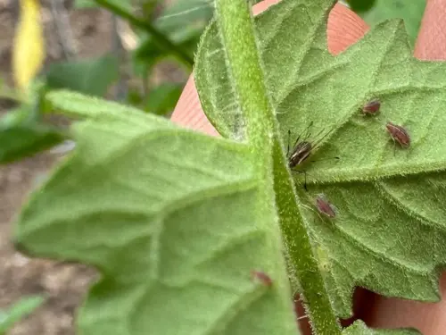 How to Get Rid of Aphids on Tomatoes Naturally