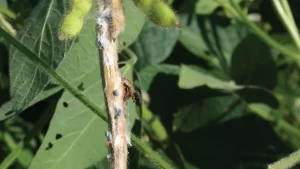 Close-up of a soybean plant affected by white mold, showing white, cottony fungal growth on the stem and pods.