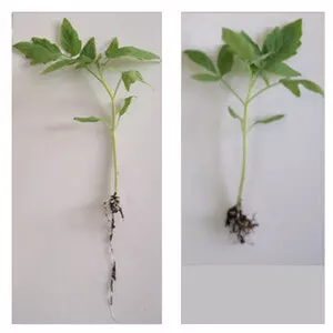 Control (right) and Treated (left) Tomato Plants