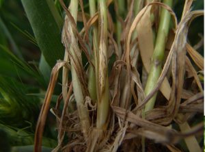 Close-up of a wheat plant base showing signs of disease.