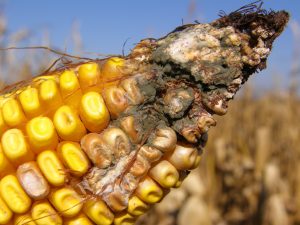 Close-up image of corn affected by Aspergillus Ear Rot, with mold growth and discolored kernels.