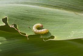 Close-up image of a cabbage leaf heavily infested with armyworms.