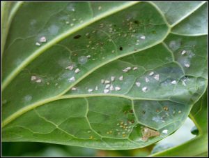 Close-up image of a cabbage leaf infested with whiteflies. 