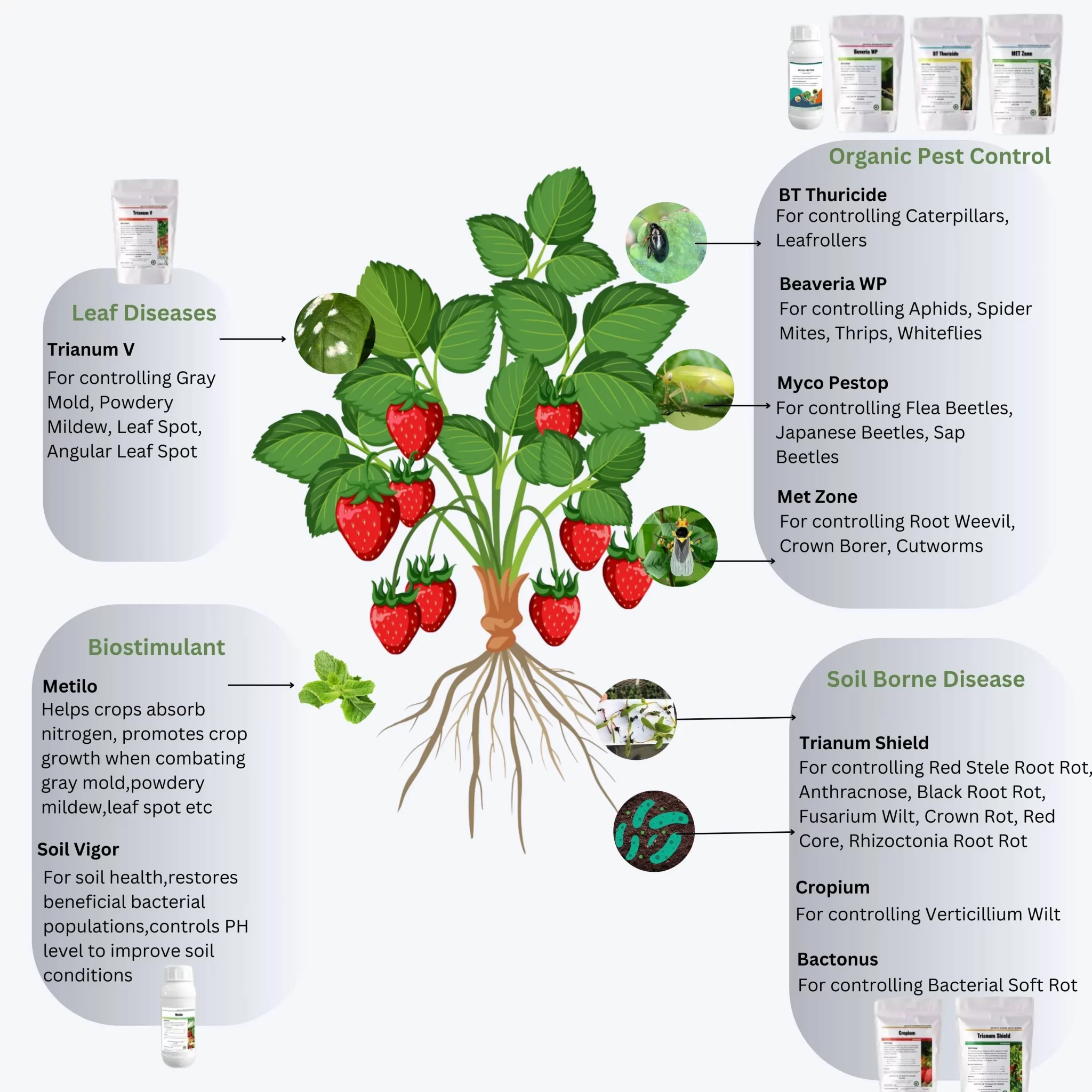 Organic strawberry plant pest and disease treatment