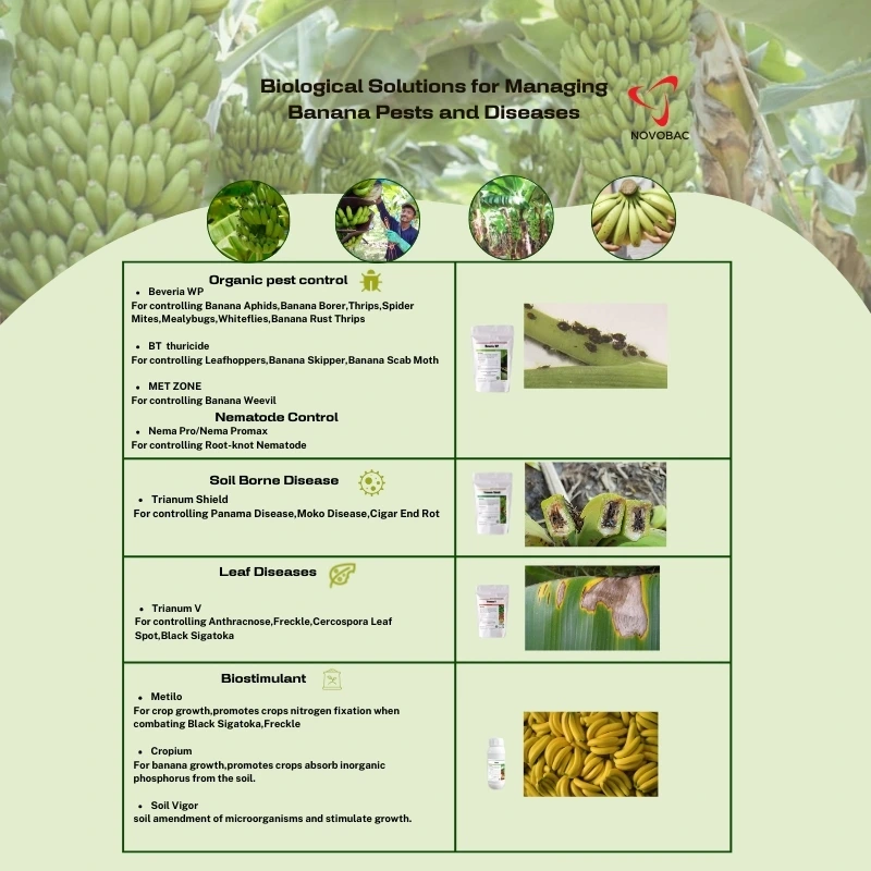 biological solutions for managing banana pests and diseases using Novobac products